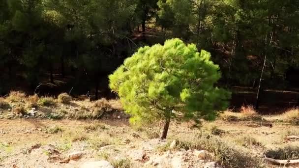 Gusty Wind Hurricane Single Lonely Small Coniferous Tree Weather Forecast — Stock Video
