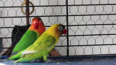 Fischer 'ın aşk kuşları agapornis fischeri ve eşi kafeste. Sarı yeşil küçük kuşlar birlikte. Hayvanat bahçesindeki Nerosier Agapornis papağanları. Kuş ailesi.