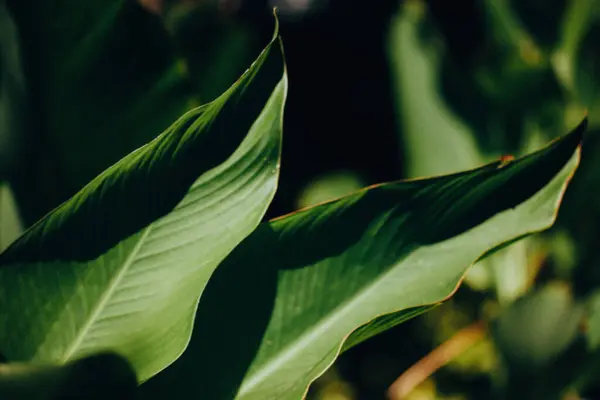 stock image Dark green leaves in summer garden. Leaf veins texture. Tropical botany with lush bushes and plants. Abstract natural background. Exotic foliage.