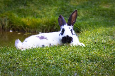 Paskalya tatlısı, siyah beyaz tavşan, baharda yeşil çimlerin üzerinde yatıyor. Dolgun benekli bir tavşan çimenlerde zıplıyor. Çiftlik arazisindeki kemirgen hayvan.