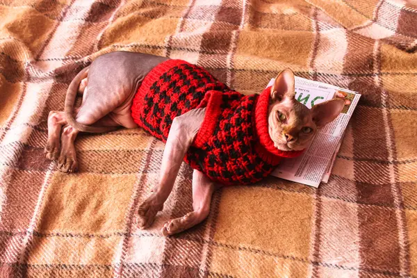 Canadian Sphynx cat in red knit jumper, sweater is lying on a brown plaid. Lovely beloved cats at home. Beautiful naked sphinx kitty is posing on a sofa at homy atmosphere. World Cat Dy. Feline theme.