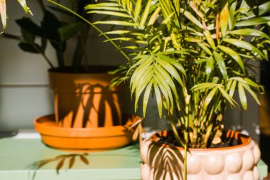 Yeşil taze bitkiler. Süslü saksılarda palmiye ağacı. İç kısımda ev bitkileri. İki bitki, bir rafta büyüyen palmiyeler güneşli bir günde kontrastlı gölgeler bırakır. Oturma odasında ev bahçesi. 