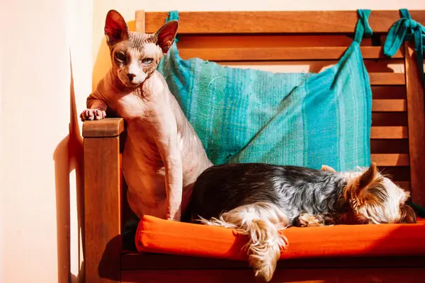 Sphinx cat and little dog lying together on couch. A bald Canadian Sphynx cat and Yorkshire Terrier puppy sleeping on orange sofa. Lovely pets, home domestic animals. Canine lapdog. Companion friends.
