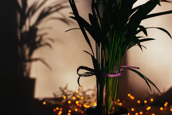 Decorative palm tree in pot decorated with a ribbon in a dark room. Details, fragments of interior. Christmas, New Year decor, garland lights at night