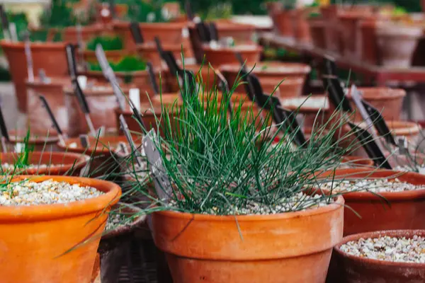 Collection of green plants growing in a garden. Flower in red pot close up. A plant with green long leaves. A lot of orange pots in greenhouse, hothouse. Gardening, growing plants outdoors Plants care