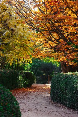 Güz botanik bahçesinde güzel süslenmiş çalılıklar ve yürüyüş yolları, park. Sarı yapraklı bir ağaç. Güneşli bir günde altın ağaçlar. Sonbahar mevsiminde Japon bahçeleri. Sakin bir gezinti için. Sıcak hava.