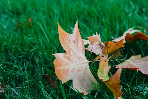 Dry fallen brown maple leaves lying on fresh green grass in a garden, park in fall. Nature in October, November. Natural background in leaf fall season. Dry leaf on a ground. Autumnal landscape.