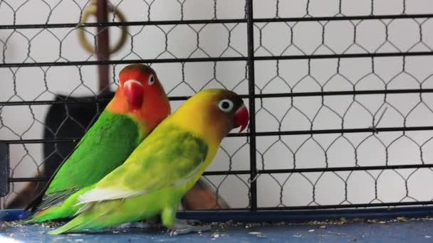 Fischers Lovebirds Agapornis Fischeri Egy Ketrecben Társával Sárga Zöld Kismadarak — Stock videók