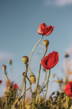 Bahar çayırlarında mavi gökyüzüne karşı açan taze kırmızı gelincikler. Doğal ilkbahar manzarası. Yaban çiçekleri, yaz çiçekleri, alçak açı manzarası.