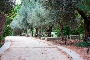 Dallı zeytin ağaçlarıyla dolu bir bahçede güzel bir manzara, kıvrımlı toprak yol kıvrılıyor. Bahar ya da yaz mevsimi doğası. Gölgeli park. Doğa rezervi