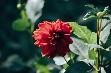 Red Dahlia çiçek tomurcuğu botanik bahçesindeki bir yatakta çiçek açıyor. Çiçek açan çiçekler, bahar, yaz doğası. Yeşil doğal arka plan. Bahçecilik.