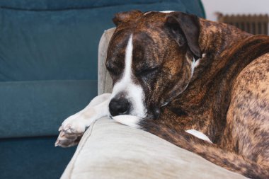 Alman kahverengi boksör köpeği kanepede uyuyor. Büyük boy hizmet köpeği cinsi. Uykulu yorgun evcil hayvan ağızlığı. İçeride sevimli bir köpek yavrusu..