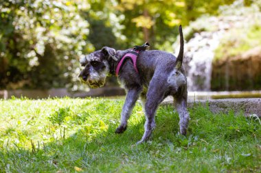 Yeşil çimenlikte gri minyatür zwergschnauzer yavrusu. Avlanıyor, köpek soyunu koruyor. Küçük köpekçik yürüyüşe çıktı. Parkın parkında evcil bir köpek.