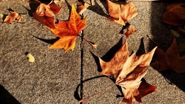 黄金色の乾燥した落ち葉舗装されたアスファルト道路 コントラストの影と日光 上からの秋葉の景色 暖かい晴れた秋の日の抽象的な背景 サンライトプレー 11月 — ストック動画
