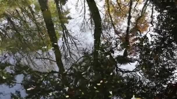 Reflectie Van Vertakte Bomen Met Groen Gebladerte Het Oppervlak Van — Stockvideo