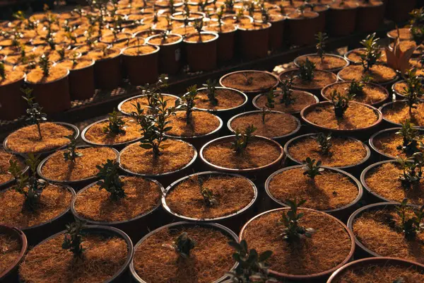 Spousta Květináčů Rostlinami Malý Stromek Pěstovaný Zahradním Skleníku Substrát Pro Royalty Free Stock Obrázky