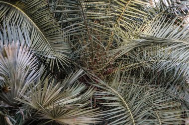 Weddel Palm Lytocaryum weddelianum, Microcoelum weddelianum yeşil yaprak arka plan. Derin tropikal orman, bahçe doğası. Botanik desen. 