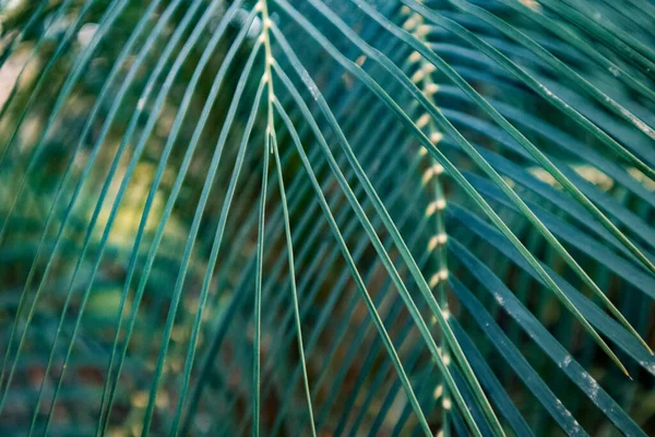 Weddel Palm Lytocaryum weddelianum, Microcoelum weddelianum green fresh leaves background. Deep tropical forest, garden nature. Botanical pattern.