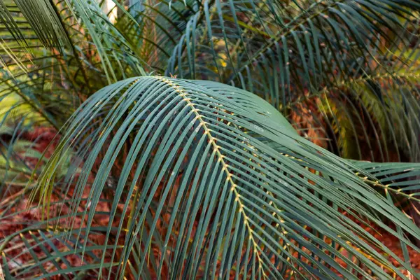 Weddel Palm Lytocaryum weddelianum, Microcoelum weddelianum green fresh leaves background. Deep tropical forest, garden nature. Botanical pattern.