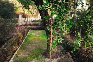 Yeşil yosunlarla kaplı bir bahçede yol. Ağaçlarda taze yapraklar. Bahar mevsiminde doğanın uyanışı. Peyzaj tasarımı. Parkta bir ağaç gövdesi.