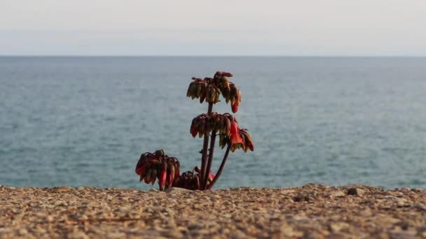 Plant Red Leaves Growing Ocean Coast Bay Seascape View Floral — Stock Video
