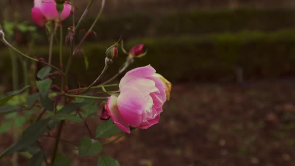 Una Rosa Fresca Sobre Una Rama Arbusto Rosa Jardín Botánico — Vídeo de stock