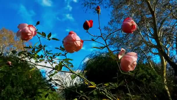 Różowe Pąki Pachnących Róż Hip Tea Róże Rosnące Krzewie Świeże — Wideo stockowe
