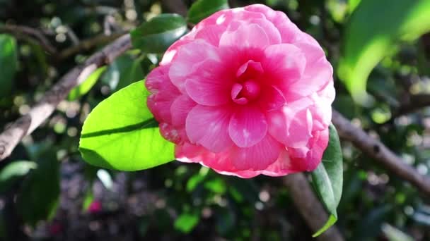 Single Pink Camelia Blossoming Flower Tree Brunch Spring Garden Flowering — Stock Video