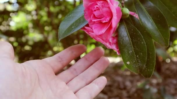Kvindelige Hånd Blidt Røre Lyserød Kamelia Blomst Blomstrende Træ Foråret – Stock-video