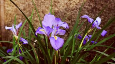 Bahçe doğası çiçek açıyor. İlkbaharda çiçek açan mor süsen çiçekleri. Nisan, Mayıs aylarında ormanda çiçek açan bitkiler. Iris pontica Zapal. Iridaceae ailesi. 