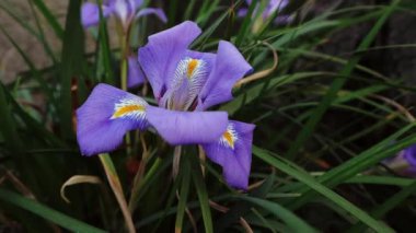 Bahçe doğası çiçek açıyor. İlkbaharda çiçek açan mor süsen çiçekleri. Nisan, Mayıs aylarında ormanda çiçek açan bitkiler. Iris pontica Zapal. Iridaceae ailesi. 