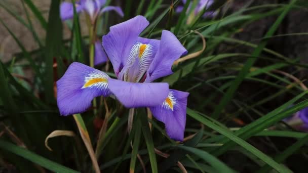 Garden Nature Blooming Violet Purple Irises Blossoming Springtime April May — Stock Video