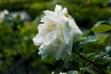 Yağmur damlalı gül goncası. İlkbaharda bir çalılıkta taze beyaz gül, yaz bahçesi. Çiçekçilik, çiçekler, büyüyen bitkiler. Yağmurlu bir günde mis kokulu çiçek..