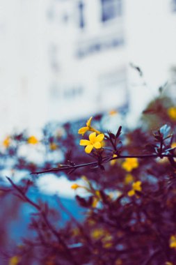 Çiçekli, küçük sarı çiçekli, dikey fotoğraflı çalılar. Akıllı telefon için çiçek açan duvar kağıtları. Sinema filtresi küçük çiçek arkaplanı.