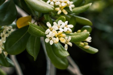 Pittosporum tobira tatlı kokulu çiçek bitkisi. Avustralya defne kuşu, Japon pittosporumu, sahte portakal, Japon peyniri ağacı. Küçük beyaz çiçekler.