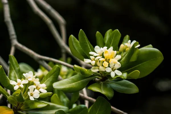 ピトスポリウム トビラ 甘い香りの花の植物 オーストラリアのラウレル 日本のピトスポリウム モックオレンジ 日本のチーズウッド 小さな白い花 ロイヤリティフリーのストック写真