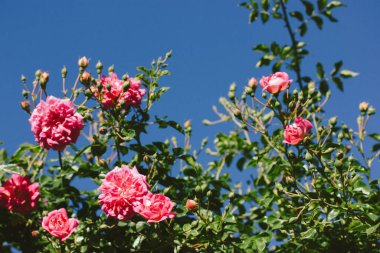 Mavi gökyüzüne karşı açan pembe kırmızı gül tomurcukları. Yaz bahçesindeki bir gül ağacında çiçek açan gül goncaları. Rosaryum bitkileri ve çiçekler çiçek açıyor. Bir sürü tomurcuk