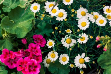Baharda çiçek tarhında beyaz papatyalar ve pembe çiçekler yetişiyor. Vahşi doğada çiçek açan yaz bitkileri. Resmî bir bahçede çiçek yetişiyor.