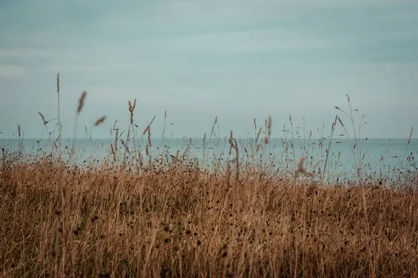 stock image North sea dunes. Blue sea seascape with high wild growing grass. Dry grassland. Calm blue water on a horizon. Idyllic landscape with ocean bay. 