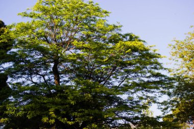 Büyük yeşil bir yaprak döken ağacın tacı. Yazlık bir parkta, ormanda mavi bir gökyüzüne karşı. Doğal arka plan, duvar kağıdı. Ormandaki ağaçlar. 