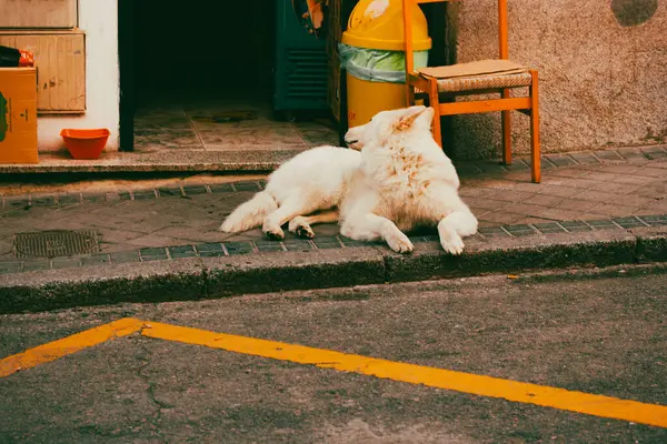 A white large dog lying on a doorstep of a house, looking back. Urban street cinematic photography. Dogs friendly place. Pet, domestic animal, canine.