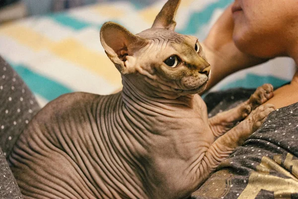 Hairless wrinkled skin brown Canadian Sphynx cat lying on a chest of the owner. Lovable pet in contact with a human. Woman and feline domestic animal.