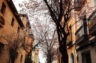 İkamet evleri ve çiçek açan ağaçları olan eski şehir caddesi. Turuncu cepheli eski apartman dairesi, çiçek açan pembe ağaçlar. Kasabada bahar mevsimi.