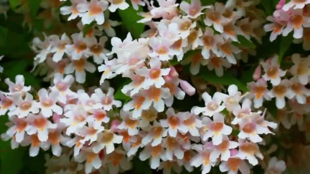 Kolkwitzia Arbust Ornamental Flori Mici Formă Clopot Roz Plante Ornamentale — Videoclip de stoc