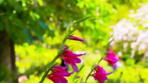 Zamknij Makro Różowe Kwiaty Dzwonu Wietrze Rośnie Formalnym Ogrodzie Botanicznym — Wideo stockowe