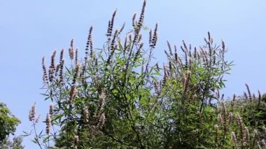 Albizia Julibrissin 'in çiçek açan ağaç dalları, İran ipeği ağacı. Baharda botanik bahçesinde çiçek açan Çin akasyası pembe çiçekleri, park. 