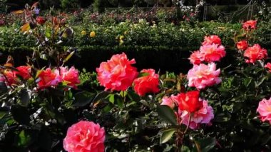 Rosaryumda güzel pembe güller, ilkbaharda park. Bahar mevsimi, yaz bitkileri açık havada çiçek açar. Resmi bir bahçede çiçek yetiştiriyorum.. 