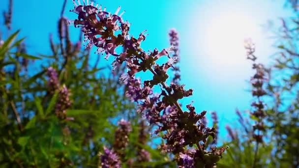 阳光明媚的日子里 在蓝天的映衬下 百合花盛开 宏观自然世界 翠绿的植物 紫罗兰的花朵在风中飘扬 动态视频拍摄 — 图库视频影像