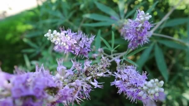 Vitex Agnus Castus Rameaux Fleuris Dans Jardin Printemps Lit Fleurs — Video