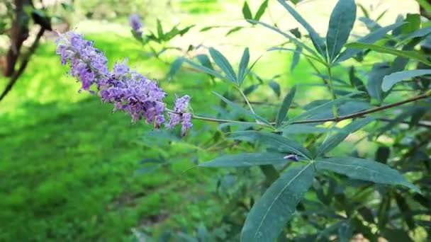 春の庭の花壇に花の枝を咲かせているヴィテックス アグナス マクロ自然界 緑の植物とヴァイオレットの花のトップビュー ダイナミックビデオショット — ストック動画